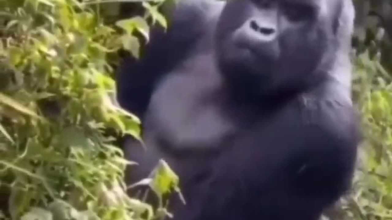 La Saga dei Cojones 157