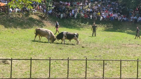 Jelenko od Braća Omerović vs Ruško od Brkića Ričica 2025