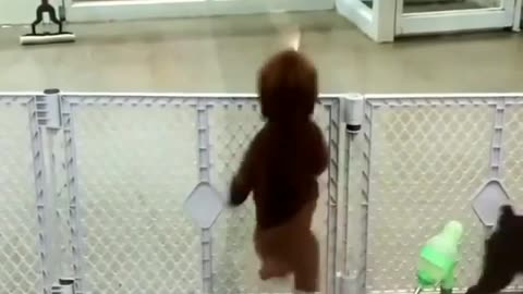 Fun Animals