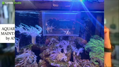 New fish Banggai cardinal aquarium chat