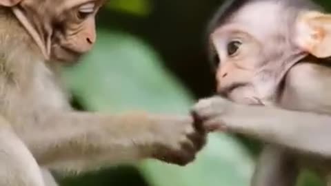 omg must see monkey babies