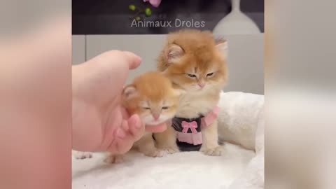 TRY NOT TO LAUGH: ANIMAL MOMENTS PART 2
