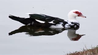 Momento Malum Today Episode 172 Chinese Duck Genetics