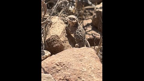 Hornytoad