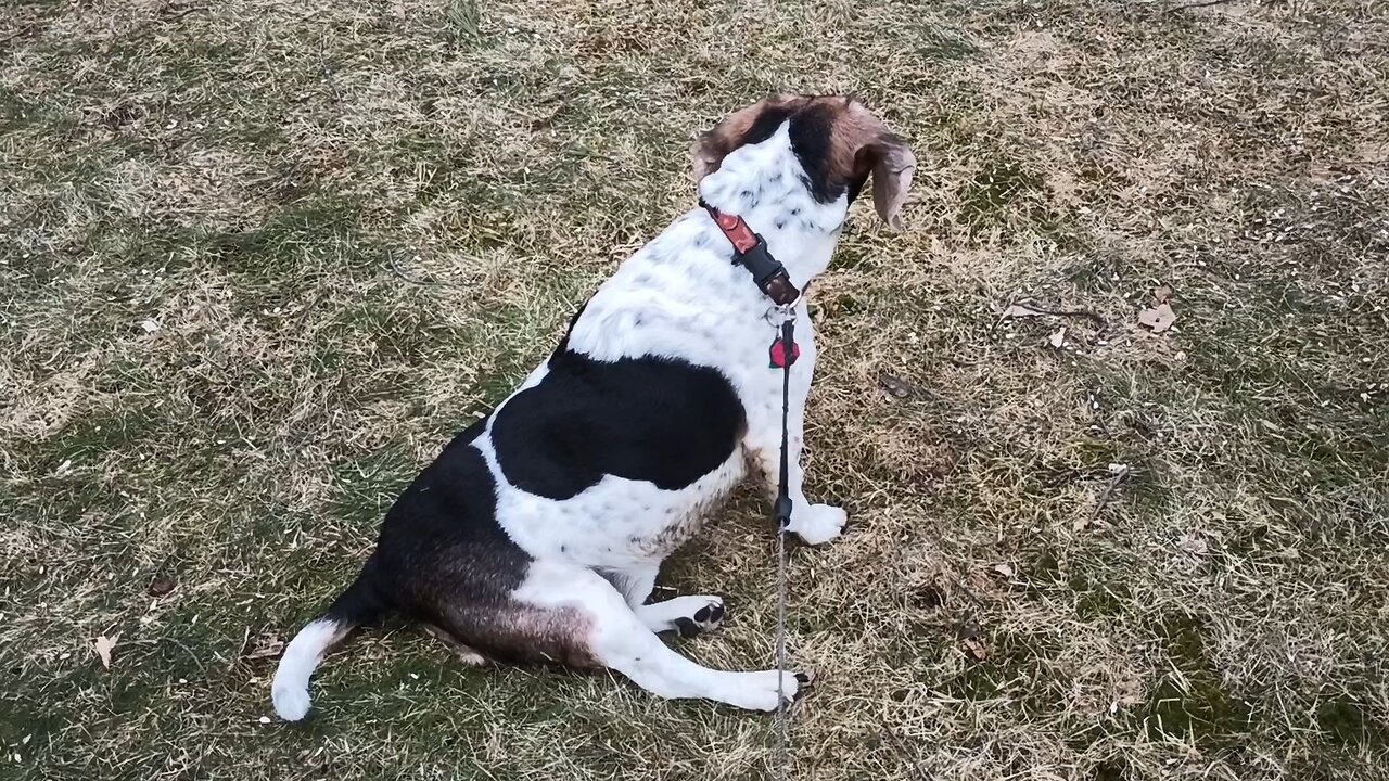 Bandit