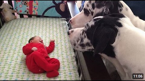 Excited Big Dog Can’t Wait for His First Meeting with His Baby Sister ❤️