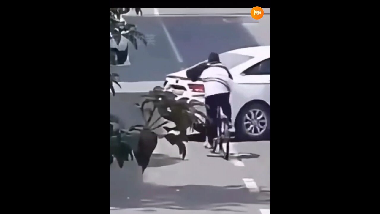 Simplang Trip 195: Bicycle to car collision accidentally fell down to squathrust exercise.