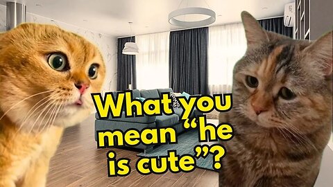 When a Cat is Jealous of his new Neighbor (Ep.24)