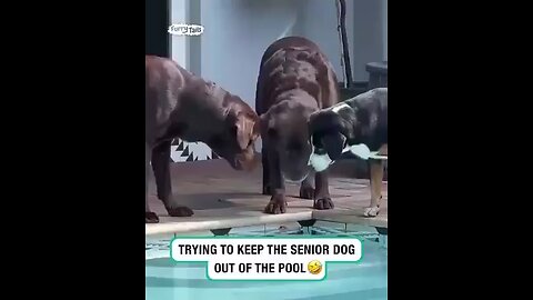 Trying to keep the senior dog out of the pool