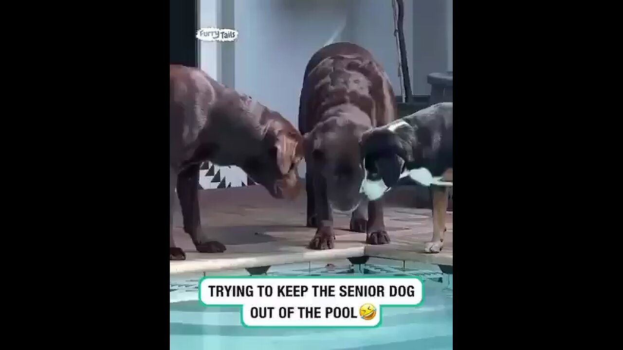 Trying to keep the senior dog out of the pool