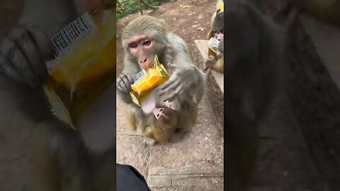 Funny monkey