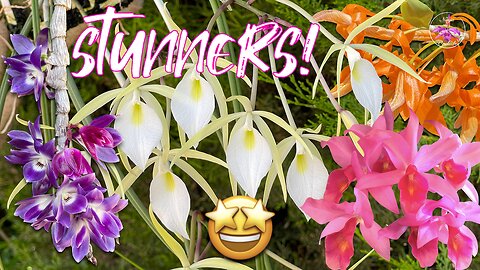 Diverse Variety of Fragrant Orchids in Bloom Special Rescued Brassavola Orchid Blooms #ninjaorchids