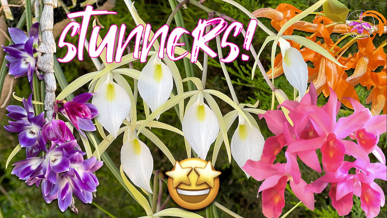 Diverse Variety of Fragrant Orchids in Bloom Special Rescued Brassavola Orchid Blooms #ninjaorchids