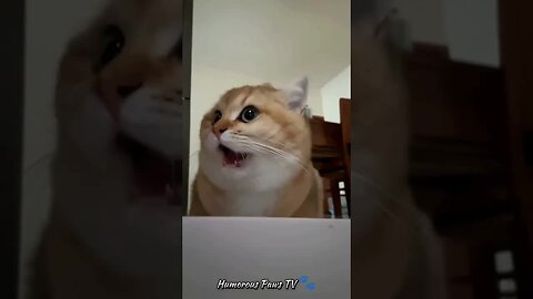 Pet Comedy Bonanza! 🐾😆