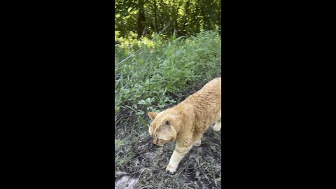 Cat in nature.