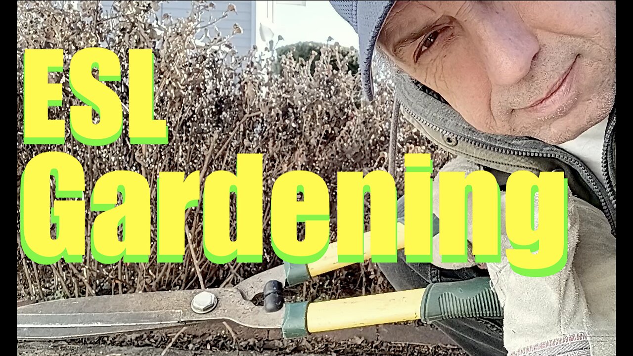 Gardening - Chrysanthemums #LearnEnglish #Landscape
