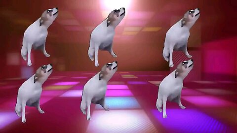 funniest dogs