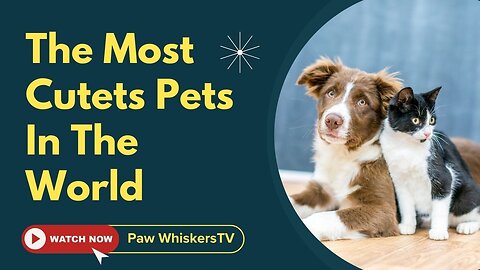 The Cutest Pets on the Internet – Try Not to Say Aww! 🐾💖