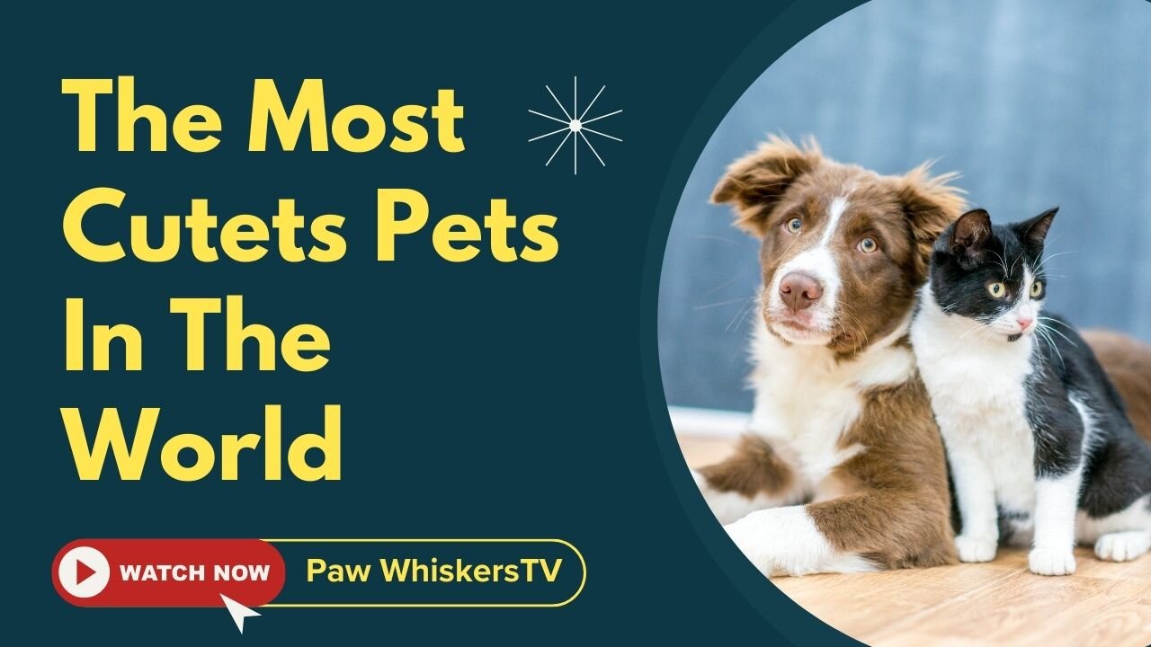 The Cutest Pets on the Internet β Try Not to Say Aww! πΎπ