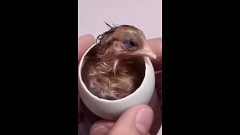 How A Chick Born From A Egg 🐣 - Interesting Video - 😱