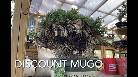 Discount Mugo Pine Cleanup