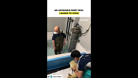 Baby Seal takes its first ever swim. Original content by @upso.kiwi.th Instagram. 9-7-25