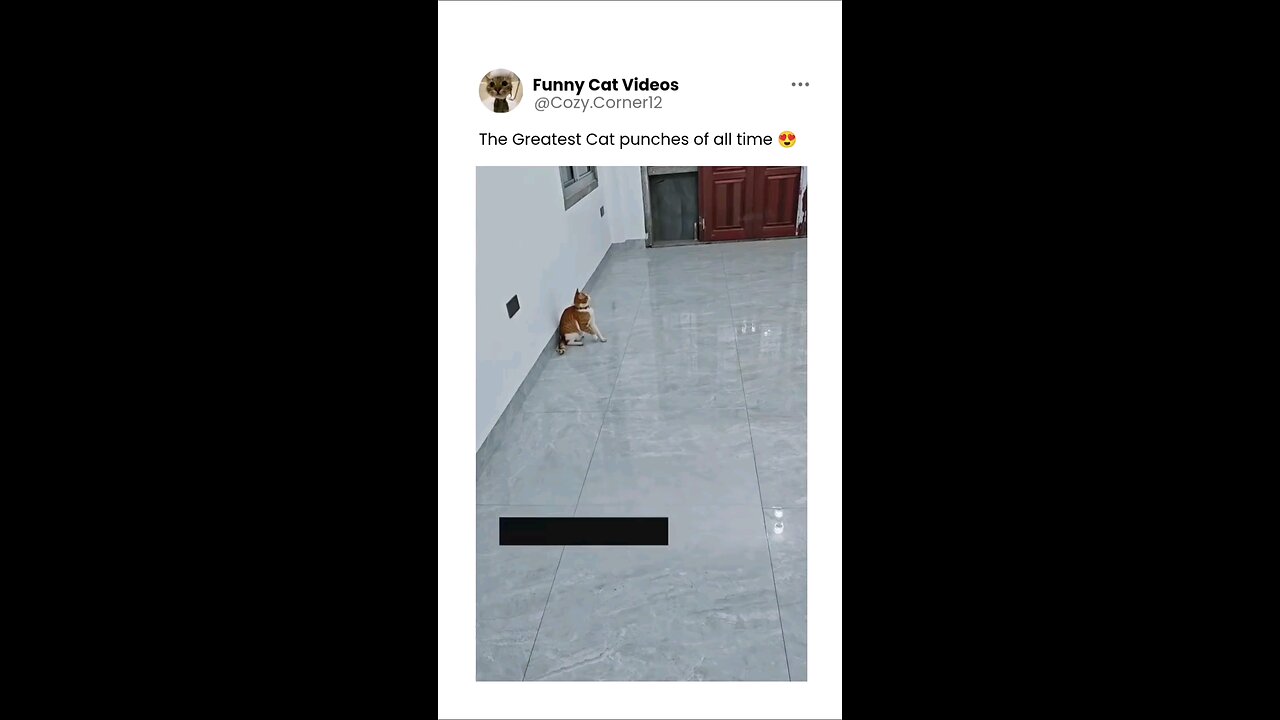 Ninja cats