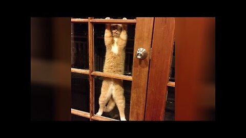 FUNNY ANIMALS that will make you LAUGH INSTANTLY - Funny ANIMAL VIDEOS compilation