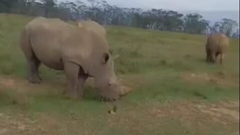 buffalo in Kenya