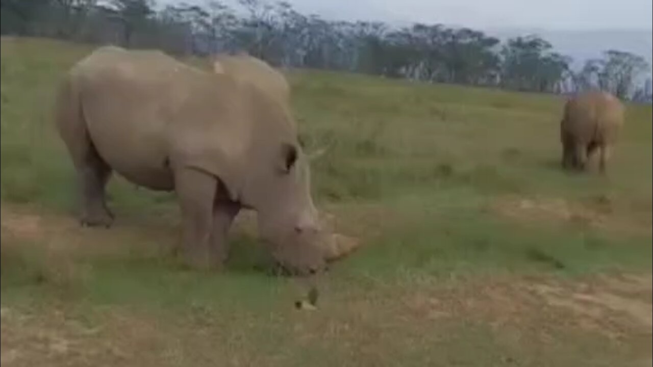 buffalo in Kenya
