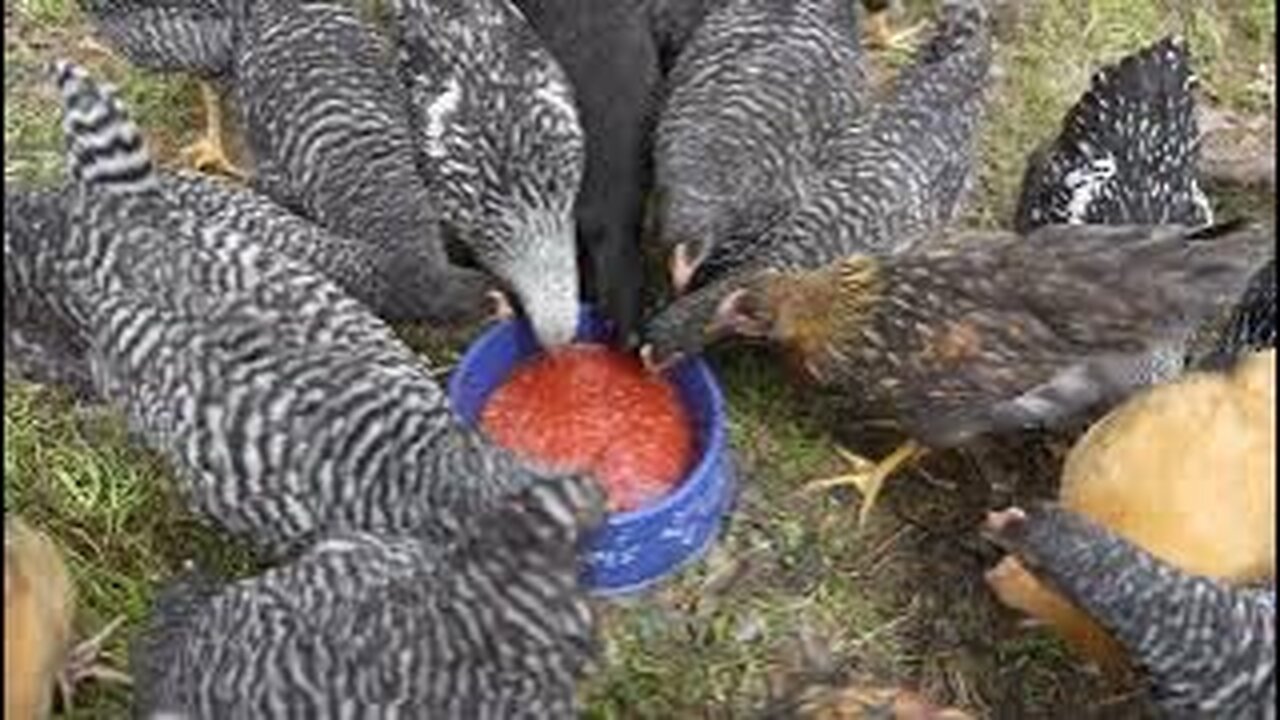 Loser chicken rancher gives disappointing treat to his chicks. Gives makeup treat.
