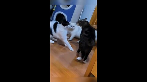 Funny Cat Fighting Compilation 🤣🤣🤣