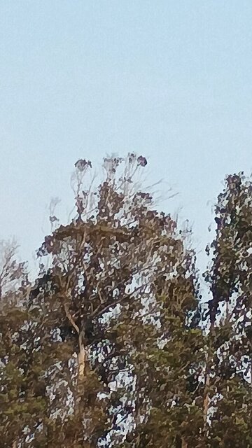 draccopter stalking humans