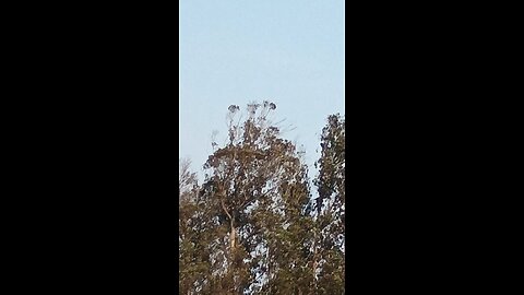 draccopter stalking humans