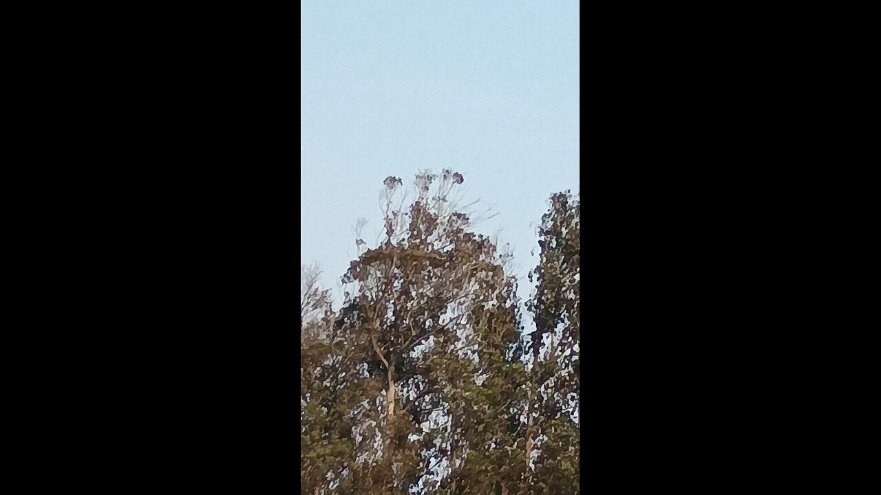 draccopter stalking humans