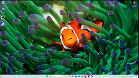 ANON 11.30.25 stackswopo full live stream