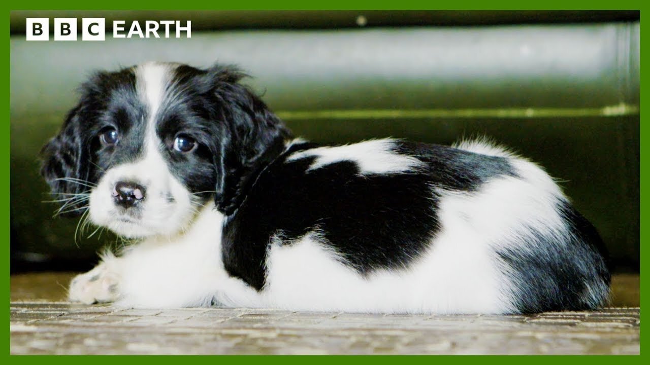 Mountain Rescue Puppy Gets to Know New Pad | Wonderful World of Puppies | BBC Earth