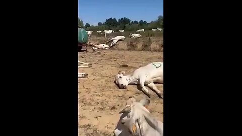 "Italy 2023: Unveiling the Tragic Consequences of Mass Animal Vaccination"