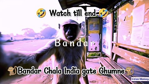 🤣🐒Monkey visit india gate blog🐒🤣