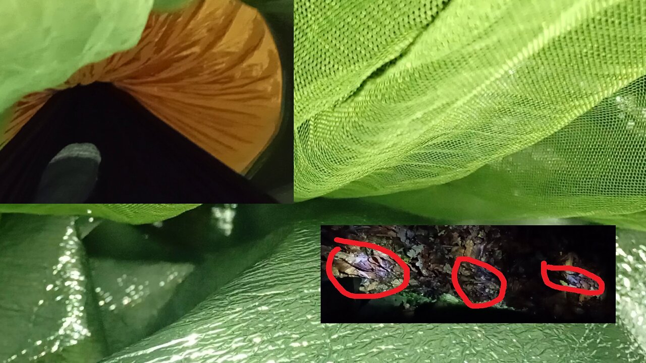 04, night thoughts, bitter cold, chill wind , mushroom spawn