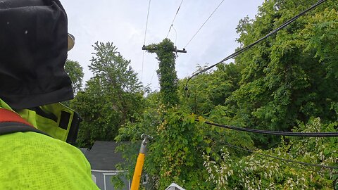 Vinemaster clearing vines off of transformer