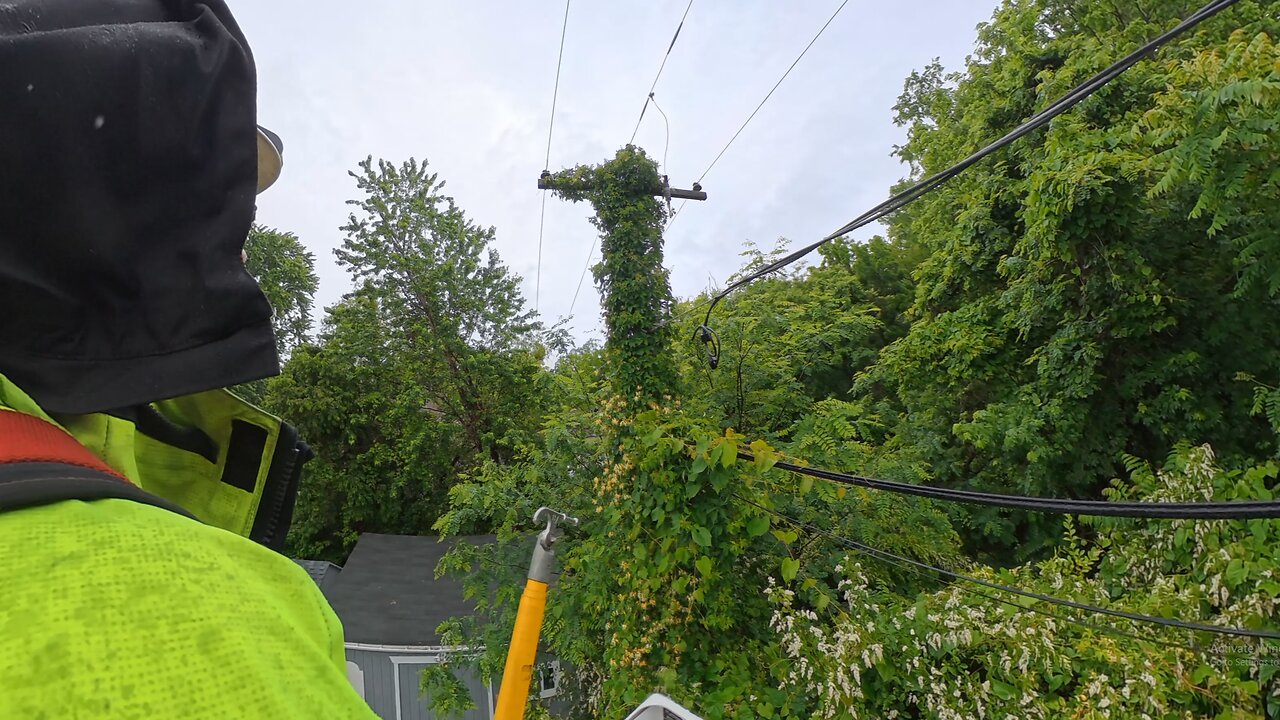 Vinemaster clearing vines off of transformer