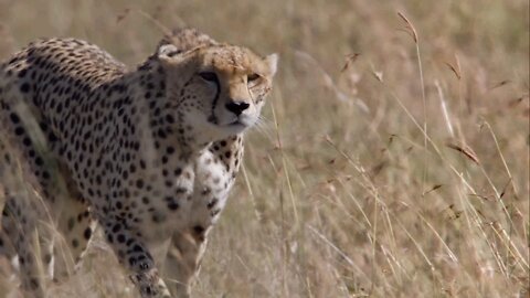 Cheetah Speed 130 kmps