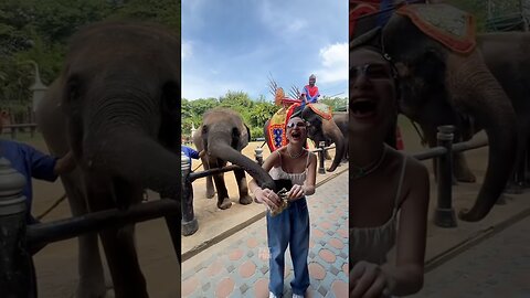 Funny Animals Compilation #funnyanimals #animals #pets #shorts