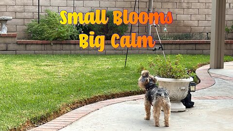 Peaceful Backyard Moments w/ My Pup — Small Blooms, Big Calm
