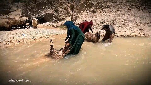 Video Title: A day in the life of the nomadic tribe: washing sheep in the river