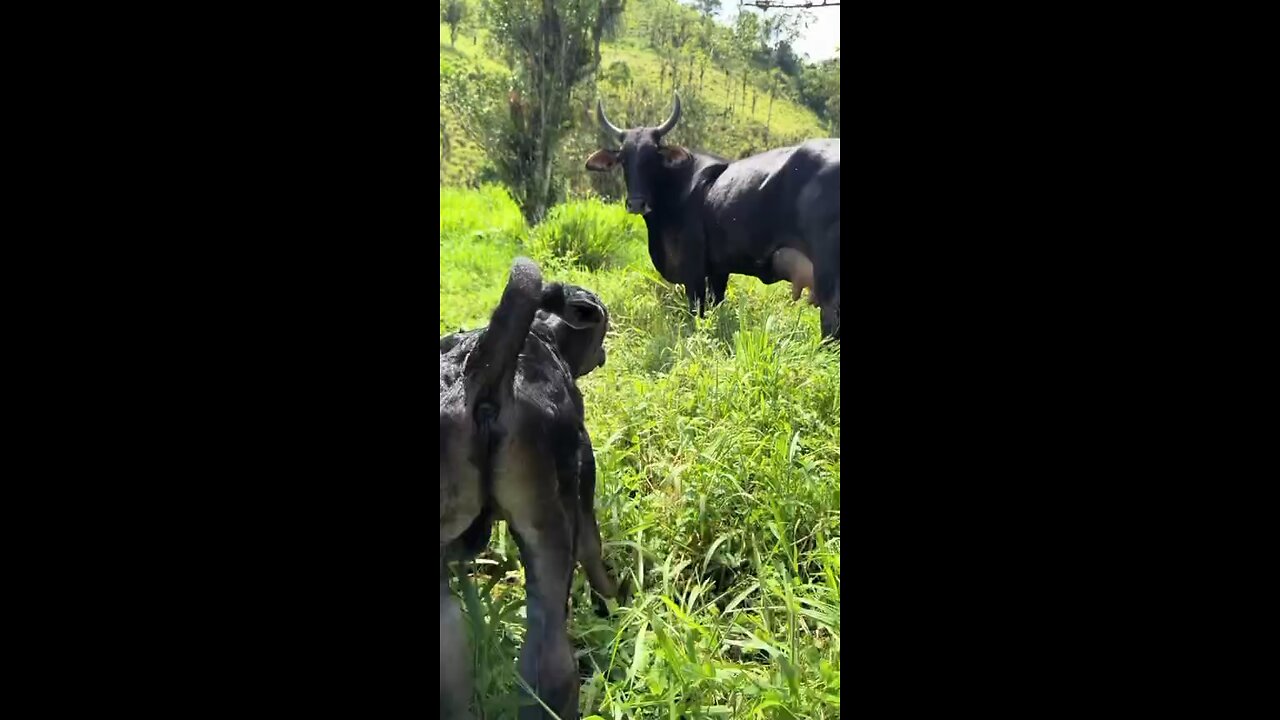 animalis