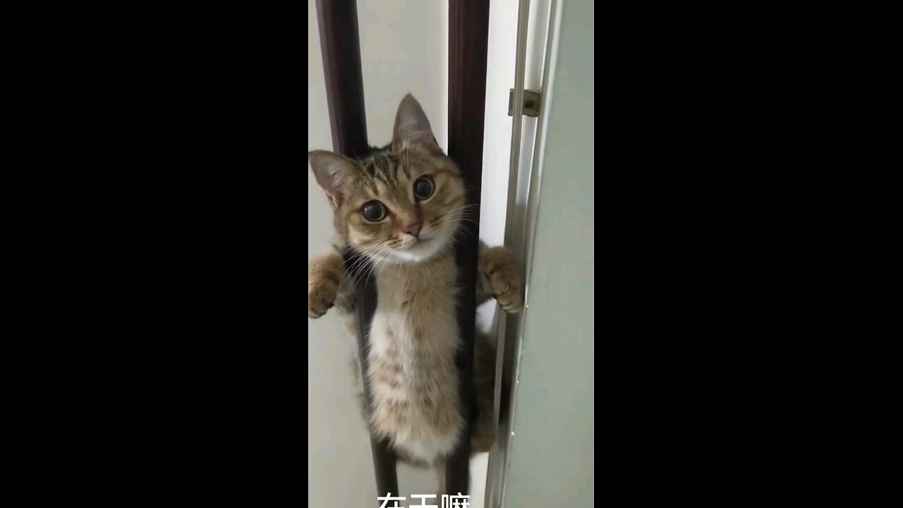 Cute cat, funny cat video, #cat #catlover #petlovers #catmemes #usacat