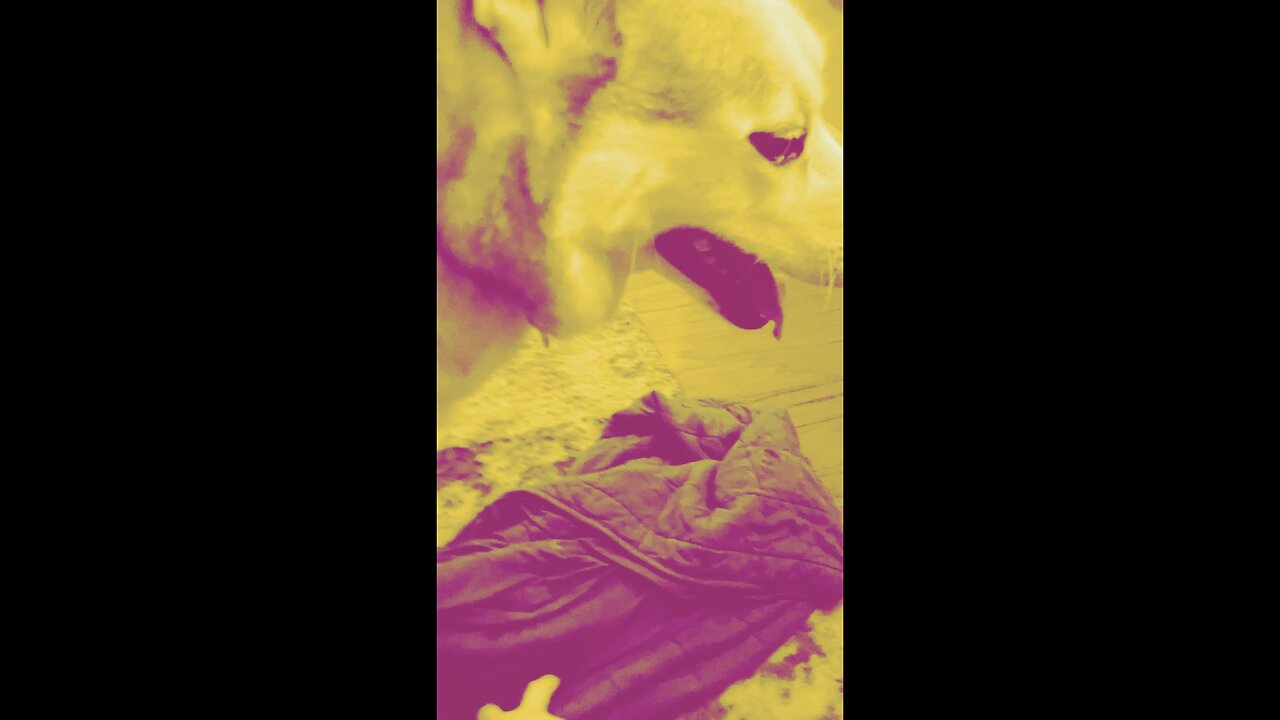 Dance of the Blanket