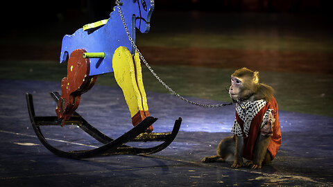 Are circus animals respected and appreciated